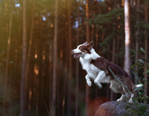 Gorgeous border collie getting ready for a jump from a stone in the sunset - obrazy, fototapety, plakaty