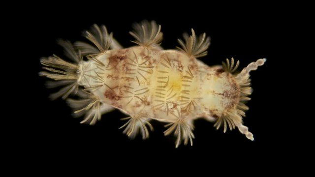 a young millipede Polyxenus lagurus under a microscope, belongs to the class Diplopoda, prefers a moderately moist and dry environment. Dwell in moss, under the trunks of old trees, on the ground in