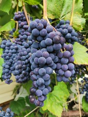grapes on the vine