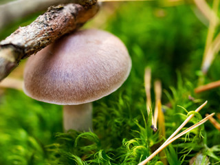 Autumn background. Macro of beautiful poisonous mushroom toadstool in green moss