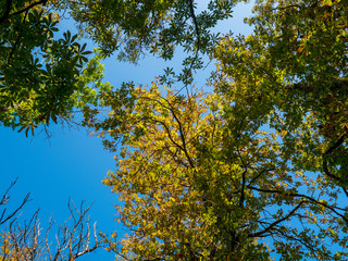 Obraz premium Blick nach oben im Herbstwald