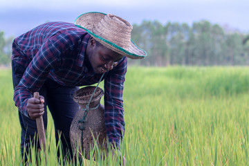 African man working on the green rice farm with smile and happy.