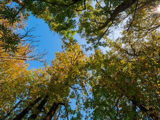 Obraz premium Blick nach oben im Herbstwald