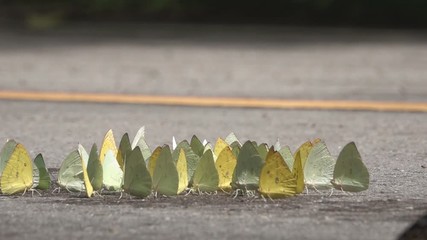 White butterfly on the floor Many butterflies flock together, slow motion