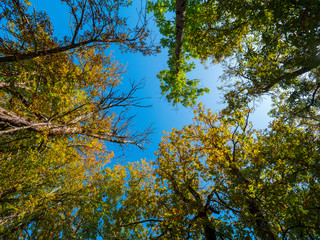 Obraz premium Blick nach oben im Herbstwald