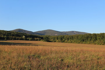 landscape with green field and blue sky