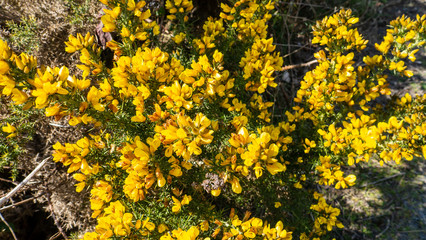 Cluster of yellow Alyssum plants with yellow flowers in late spring with most of the flowers yet to open.  Taken at Derwent Reservoir in Consett, Co Durham, England.