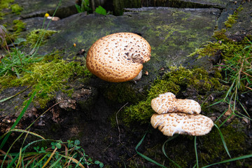 mushrooms on the tree trunk, close up with some moss