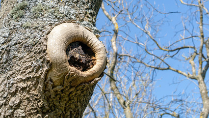 Close up of a tree trunk with hole in the main trunk with bare tree branches in the background and a blue cloudless sky.  Derwent Reservoir, Consett, Co. Durham, England UK.