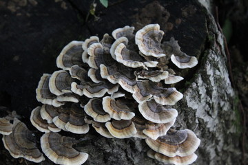 mushrooms on the tree