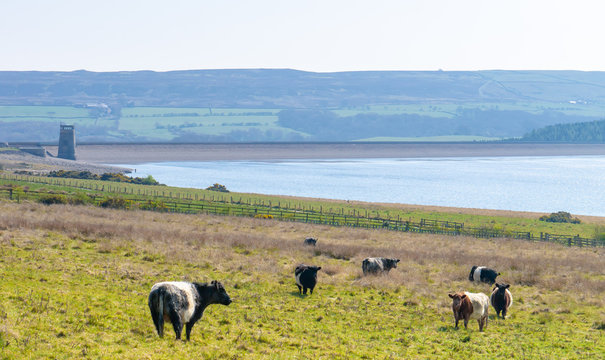 Landscape view of Cows grazing in a lush green field at Derwent Reservoir in Consett, County Durham England on a warm spring day, showing rolling hills in the distance.