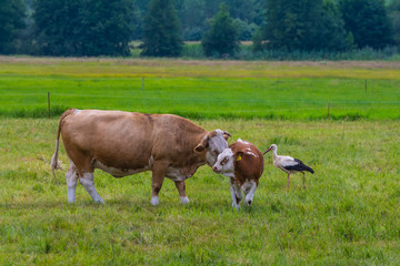 Storch und Kuh auf der Viehweide