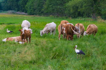 Storch zwischen K&uuml;hen auf der Weide