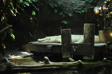 White Alligator