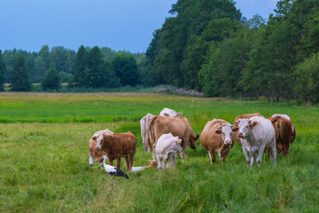 Fototapeta na wymiar Storch zwischen Kühen auf der Weide