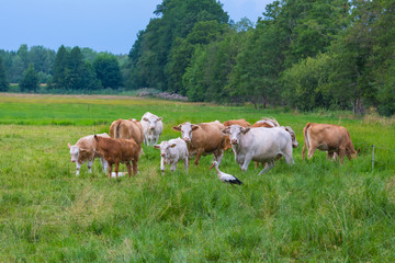 Fototapeta na wymiar Storch zwischen Kühen auf der Weide