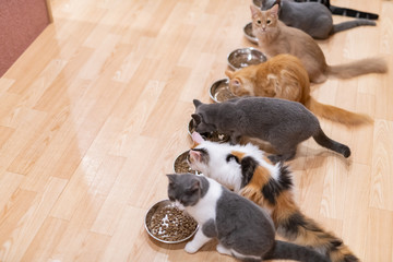 猫　みんなでお食事タイム
