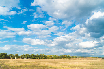 Obraz premium panorama of the summer landscape in the field