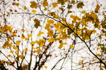 Autumn background, bare branches of trees on a background of autumn gray sky in the clouds.