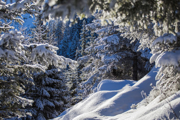 Forest branches covered in heavy snow