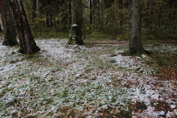 First snow fall in autumn forest with colorful foliage and wet path
