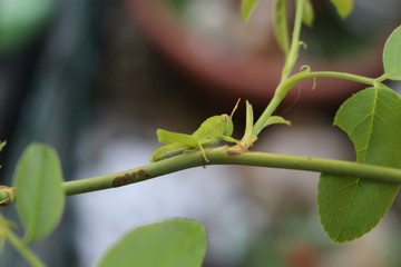 cavalletta verde su un ramo di rosa