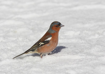 Common chaffinch male (Fringilla coelebs) is looking for food on the ground under the snow in...