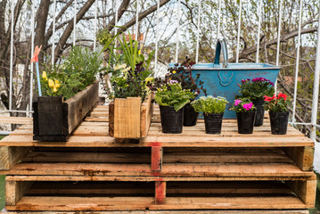 organic garden on the terrace of your house