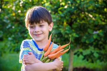 Little kid boy holding a fresh harvested ripe carrots in his hands. Close up © pahis