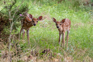 fawns whitetail deer in the forest
