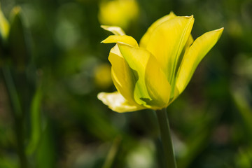 Yellow Tulip in the Botanical garden