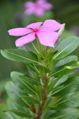 purple flowers in the garden with close  up and grass background