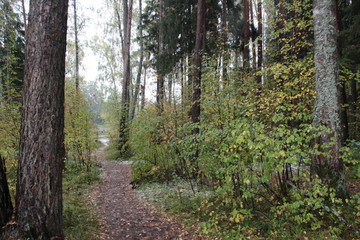 Autumn forest landscape with wet path, colorful trees, first snow