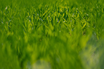 green grass with water drops of morning dew