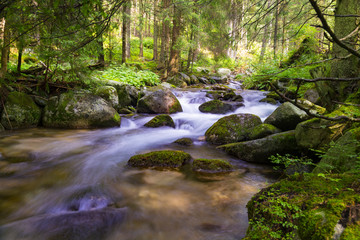 Naklejka na ściany i meble Beautiful nature - forest mountain river. Slovakia