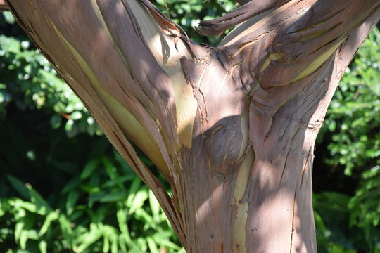 Baum Plantane abfallende Rinde