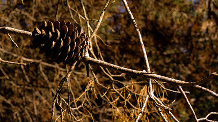 pine cone on grass
