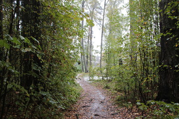 Fototapeta na wymiar First snow fall in autumn forest with colorful foliage and wet path