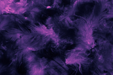 Beautiful closeup textures abstract colorful dark black white pink and purple feathers and darkness white pattern feather background and wallpaper