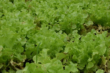 green lettuce organic  farming  for fresh market