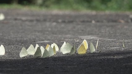 White butterfly on the floor Many butterflies flock together, slow motion