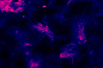 Fototapeta premium Beautiful closeup textures abstract colorful dark black white red purple and pink feathers and darkness white pattern feather background and wallpaper