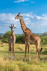 Giraffes standing in the savannah in the Serengeti park, two wild animals - obrazy, fototapety, plakaty