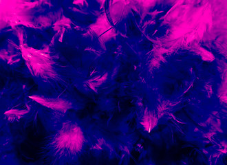 Beautiful closeup textures abstract colorful dark black white red purple and pink feathers and darkness white pattern feather background and wallpaper