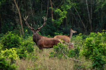 Red deer stag between ferns in autumn forest