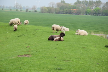 Fototapeta premium Schwarzes Schaf mit Lamm Lämmlein Schaf Deich