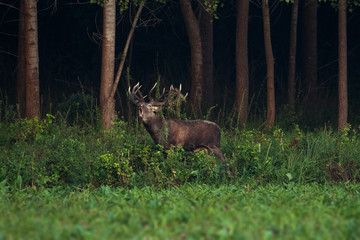 Adult male Red Deer roaring in natural environment during annual rut.
