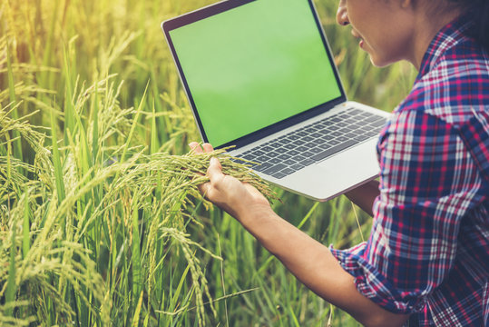 Farmer In Rice Field With Laptop