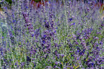 Fototapeta premium Lavender field in sunlight in soft focus and blurred background. Purple lavender field in Provence.French lavender in the garden.