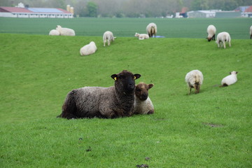 Schaf und Lamm schauen sich auf dem Deich herum